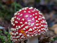 Tiefroter Fliegenpilz mit vielen weißen Punkten